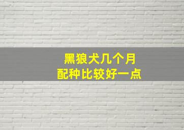 黑狼犬几个月配种比较好一点