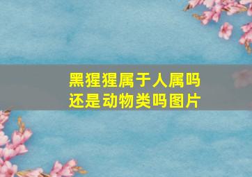 黑猩猩属于人属吗还是动物类吗图片