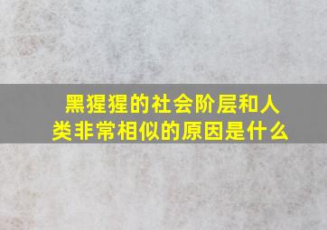 黑猩猩的社会阶层和人类非常相似的原因是什么