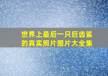 世界上最后一只巨齿鲨的真实照片图片大全集