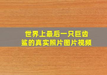 世界上最后一只巨齿鲨的真实照片图片视频