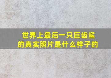 世界上最后一只巨齿鲨的真实照片是什么样子的