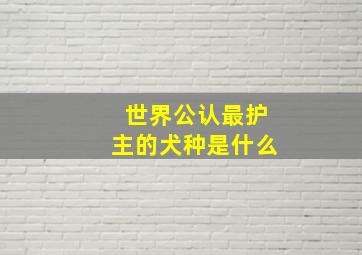 世界公认最护主的犬种是什么