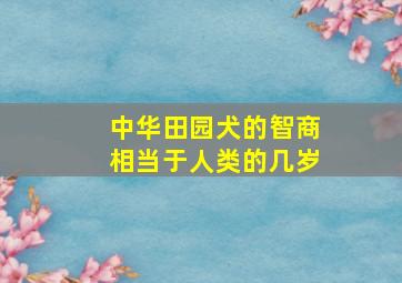 中华田园犬的智商相当于人类的几岁