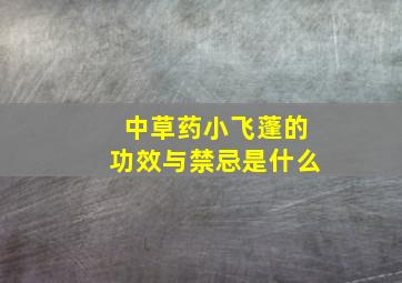 中草药小飞蓬的功效与禁忌是什么