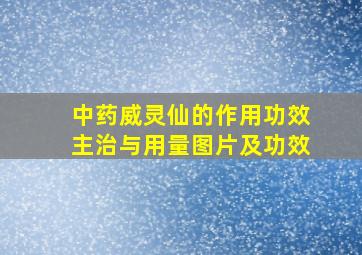 中药威灵仙的作用功效主治与用量图片及功效