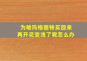 为啥玛格丽特买回来再开花变浅了呢怎么办