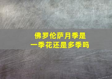 佛罗伦萨月季是一季花还是多季吗