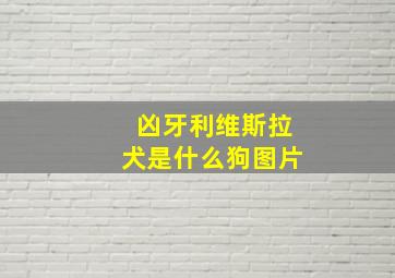 凶牙利维斯拉犬是什么狗图片