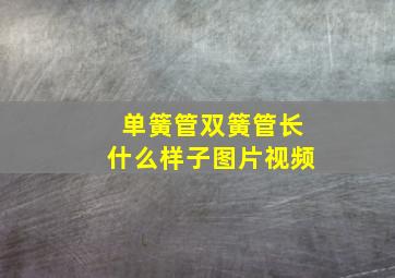 单簧管双簧管长什么样子图片视频