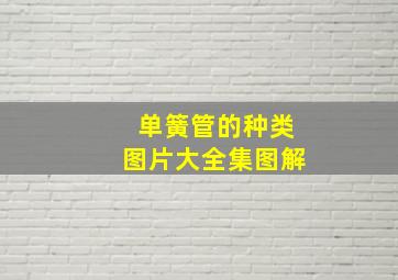 单簧管的种类图片大全集图解