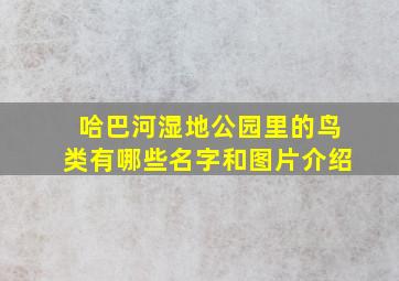 哈巴河湿地公园里的鸟类有哪些名字和图片介绍