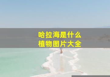 哈拉海是什么植物图片大全