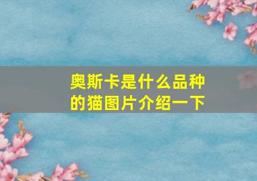 奥斯卡是什么品种的猫图片介绍一下