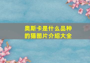 奥斯卡是什么品种的猫图片介绍大全