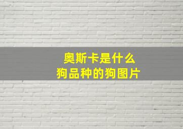 奥斯卡是什么狗品种的狗图片