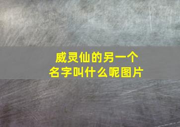 威灵仙的另一个名字叫什么呢图片