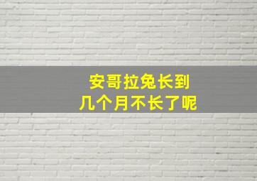 安哥拉兔长到几个月不长了呢