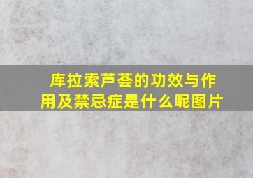 库拉索芦荟的功效与作用及禁忌症是什么呢图片