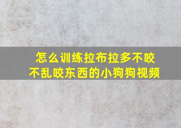 怎么训练拉布拉多不咬不乱咬东西的小狗狗视频