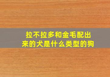 拉不拉多和金毛配出来的犬是什么类型的狗