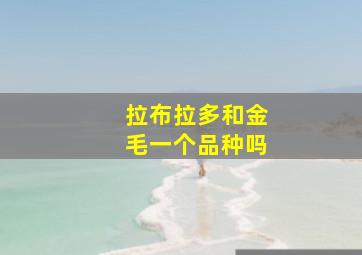 拉布拉多和金毛一个品种吗