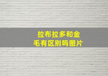 拉布拉多和金毛有区别吗图片