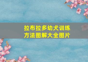 拉布拉多幼犬训练方法图解大全图片