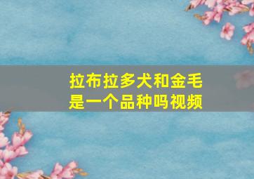 拉布拉多犬和金毛是一个品种吗视频