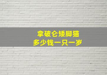 拿破仑矮脚猫多少钱一只一岁