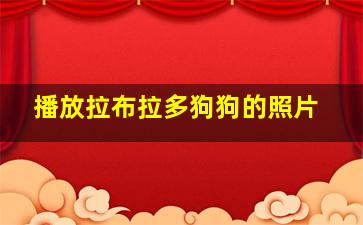 播放拉布拉多狗狗的照片