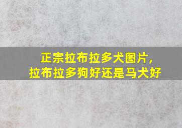 正宗拉布拉多犬图片,拉布拉多狗好还是马犬好