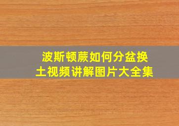 波斯顿蕨如何分盆换土视频讲解图片大全集