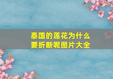 泰国的莲花为什么要折断呢图片大全