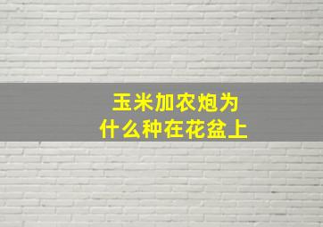 玉米加农炮为什么种在花盆上