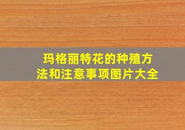 玛格丽特花的种殖方法和注意事项图片大全