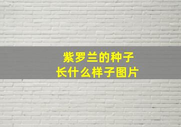 紫罗兰的种子长什么样子图片