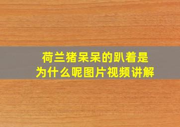 荷兰猪呆呆的趴着是为什么呢图片视频讲解