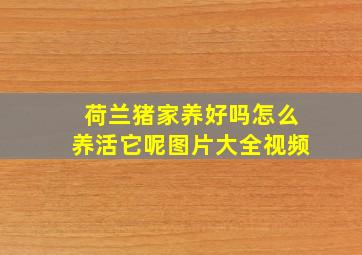 荷兰猪家养好吗怎么养活它呢图片大全视频