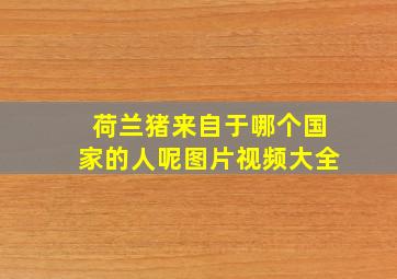 荷兰猪来自于哪个国家的人呢图片视频大全