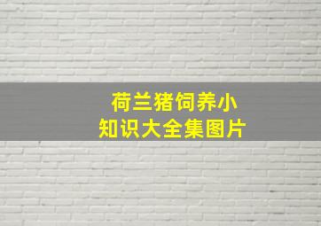 荷兰猪饲养小知识大全集图片