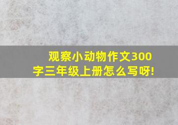 观察小动物作文300字三年级上册怎么写呀!