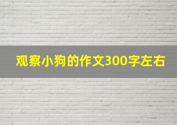 观察小狗的作文300字左右