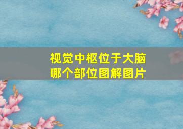 视觉中枢位于大脑哪个部位图解图片