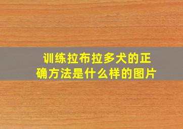 训练拉布拉多犬的正确方法是什么样的图片