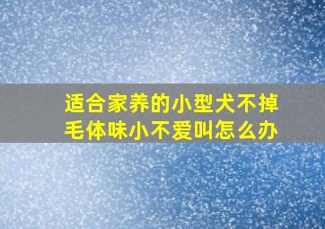 适合家养的小型犬不掉毛体味小不爱叫怎么办