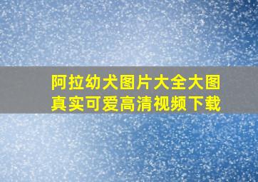 阿拉幼犬图片大全大图真实可爱高清视频下载