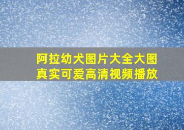 阿拉幼犬图片大全大图真实可爱高清视频播放