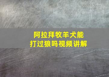 阿拉拜牧羊犬能打过狼吗视频讲解