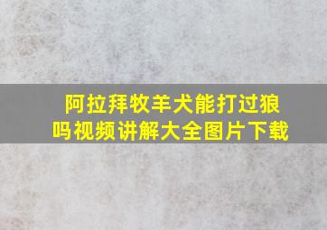 阿拉拜牧羊犬能打过狼吗视频讲解大全图片下载